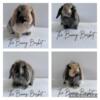 Holland Lop Bunnies Looking For a Furever Home