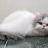 Blue/white male Persian kitten available