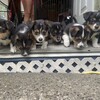 Corgi/Mini Aussie Cross puppies