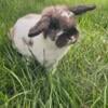 Beautiful Holland Lop Buck with accessories