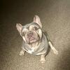 Someone to rescue 8 year old French bulldog (lilac color)