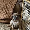 Quality American Bully’s  765-479-4909