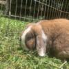 Rehoming Pedigree Lops