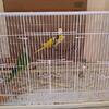 Lutino quaker breeding pair proven,  parrot
