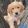 Golden Retriever Pups