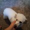 Mini poodle stud