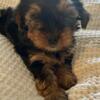 2 AKC Yorkshire Terriers 1 Male 1 Female