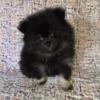 Blk and grey male Pomeranian