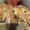 Rabbits Pedigreed English Lops