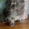 Beautiful Persian kittens