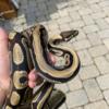 Ball Pythons For Sale