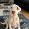 Red nose pit and Great Dane pup