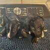 6 1/2 weeks old bull Terriers  1,500 Obo