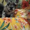 Akc Tiny french bulldog puppies