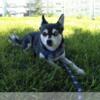 Adult Alaskan Klee Kai (Sparkles)