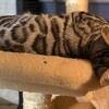 Bengal