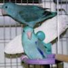 Blue Tame parrotlet