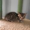 Male Brown Spotted Bengal SOLD 