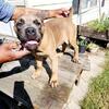 AKC cane Corso-1 beautiful male left!