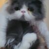 White and gray persian kitten female