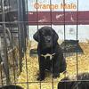 Cane corso puppies Canton Ohio