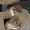 Beautiful Persian kittens home raised Michigan