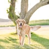 Golden Retriever Stud-Franklin