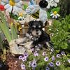 Miniature schnauzer girl, AKC, CAMDEN MICHIGAN