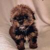 Shih-poos