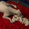 Dogo Argentino Puppies