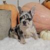 Cody AKC French Bulldog