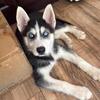 13 weeks old pup