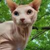 Sphynx Odd-eyed Stud