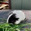 Long-haired Guinea Pigs