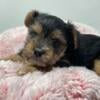 Beautiful black and tan yorkie! Ready Oct3rd