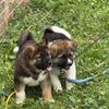 8 week old Akitas