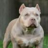 2 year old Female American Bully