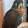 Rare Bronze Wing Pionus- Special Needs