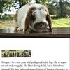 Pet rabbits