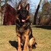 German Shepherd Puppies Wisconsin Breeder