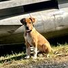 Great Dane Great Pyrenees 