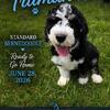 Standard Bernedoodles - Ready this Week