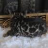 TICA registered Bengal kittens HP F1 to SBT generations