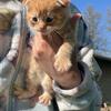 Scottish fold/F7 bengal kitten