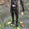 Brindle Cane Corso For Stud