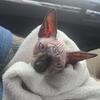 Sphynx cat
