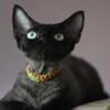 Beautiful Black boy Devon Rex