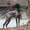 GSP FOR SALE EURO BLOODLINE German Shorthaired Pointer