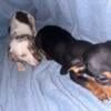 Purebred dachshund for sale