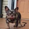 AKC REGISTERED MERLE FRENCH BULLDOG STUD FEE $2,500